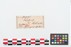 Etiketten zu Eisengürtelhaken (NHMW-PRAE-024995)